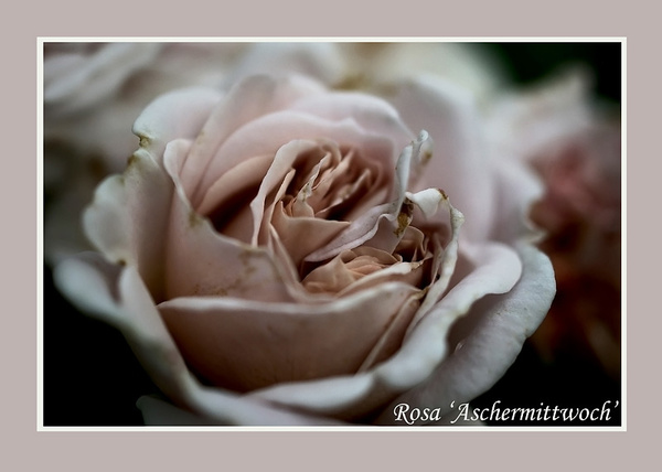 Rosa 'Aschermittwoch' 3 - Roses