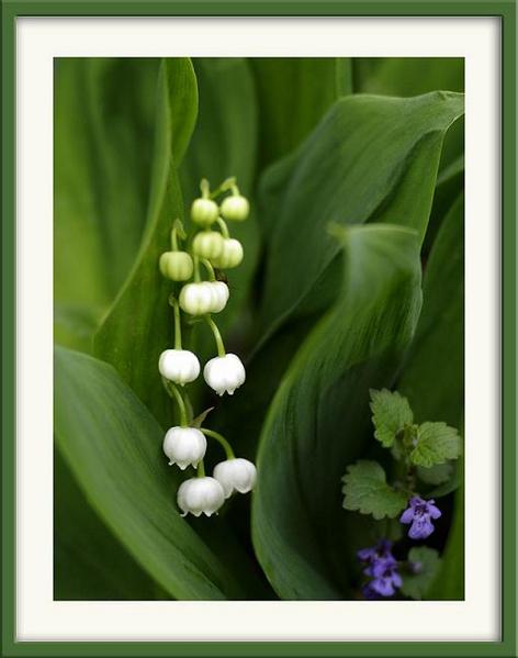 Convallaria majalis - Garden perennials