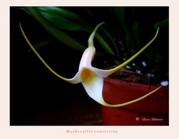Masdevallia constricta - Orchids