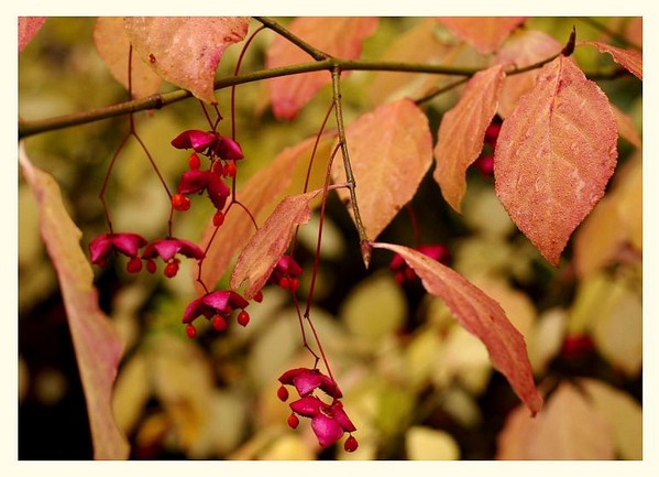Euonymus planipes 2 - Trees and Shrubs