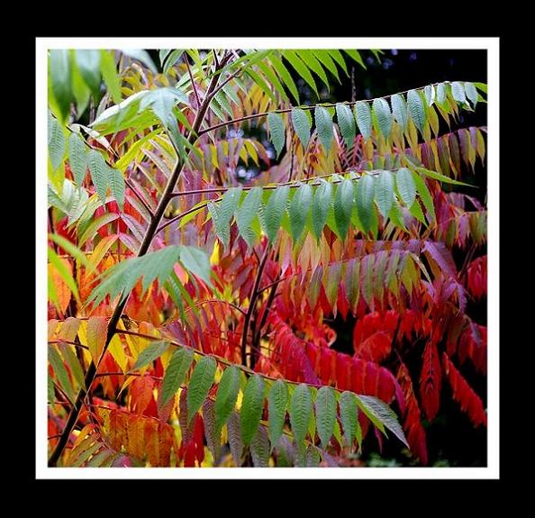 Rhus typhina 1.2 - Trees and Shrubs