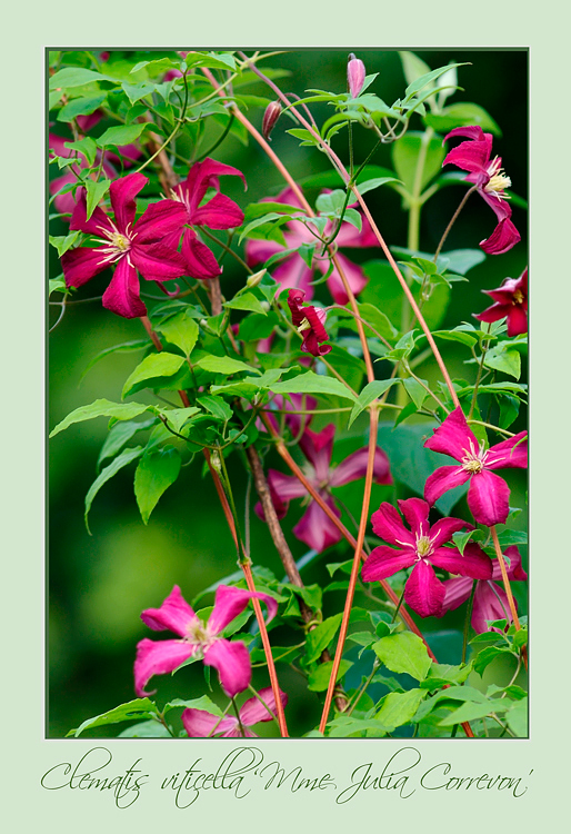 Clematis viticella 'Mme Julia Correvon' - Garden perennials