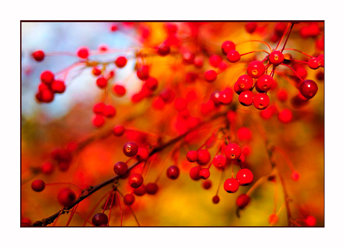 Malus toringo var. sargentii 2 - Trees and Shrubs