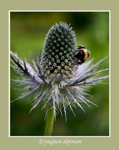 Eryngium alpinum - Garden perennials