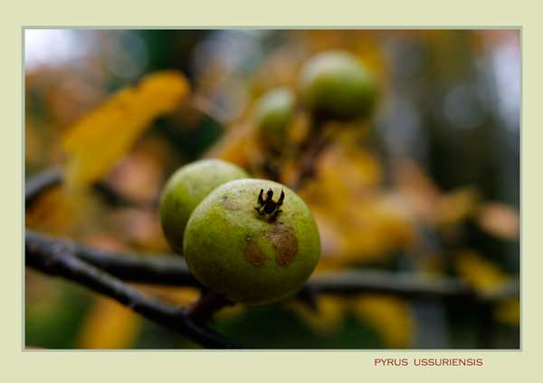 Pyrus ussuriensis - Trees and Shrubs