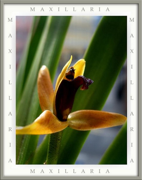 Maxillaria nasuta - Orchids
