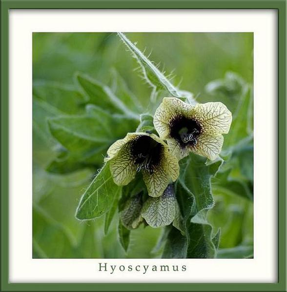 Hyoscyamus niger - Garden perennials