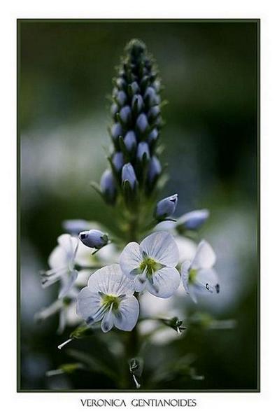 Veronica gentianoides - Garden perennials