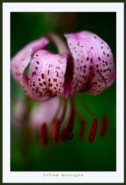 Lilium  martagon 1 - Garden perennials