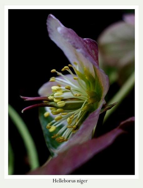 Helleborus niger 1 - Garden perennials