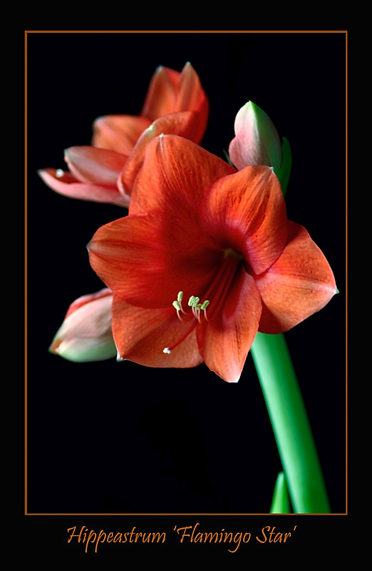Hippeastrum 'Flamingo Star' - Windowsill Garden