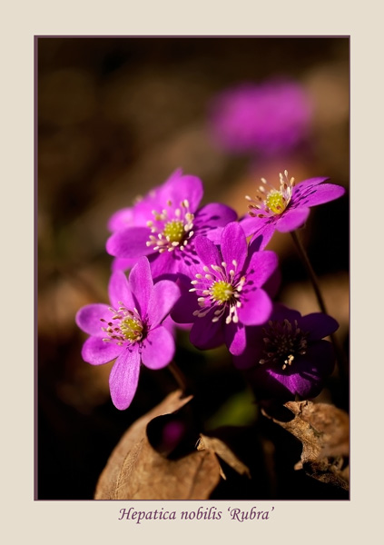 Hepatica nobilis 'Rubra' - Garden perennials