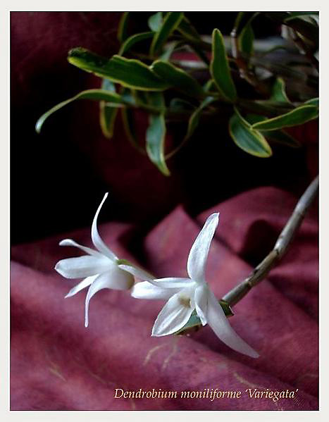 Dendrobium moniliforme - Orchids