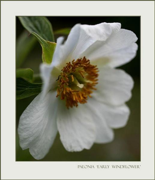 Paeonia 'Early Windflower' 2 - Garden perennials