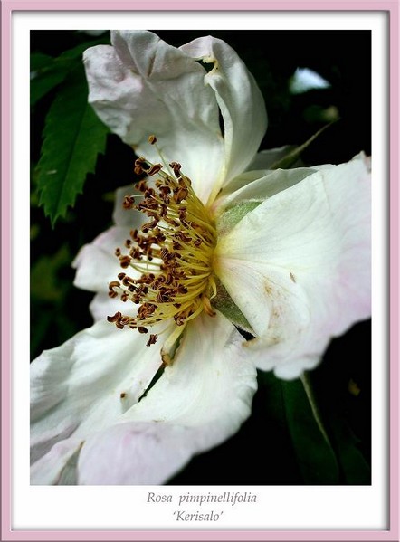 Rosa 'Kerisalo' 2 - Roses