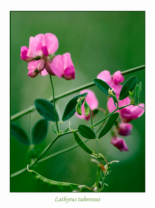 Lathyrus tuberosus - Garden perennials