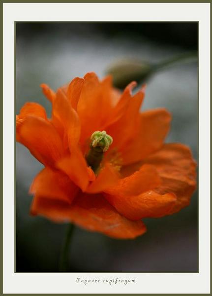 Papaver rupifragum - Garden perennials