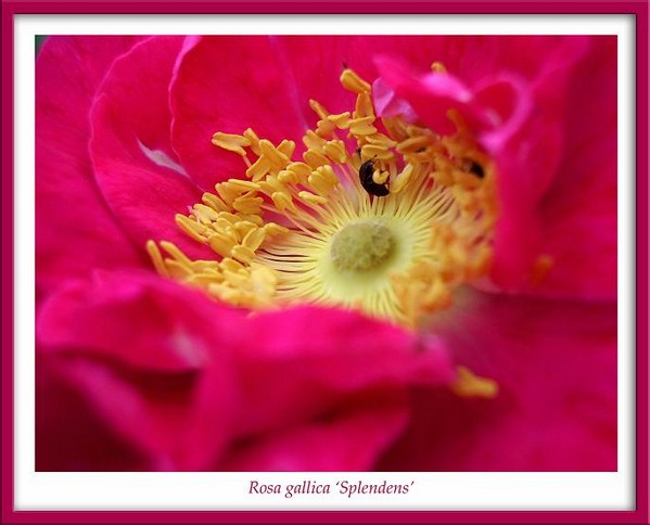 Rosa gallica 'Splendens' 2 - Roses