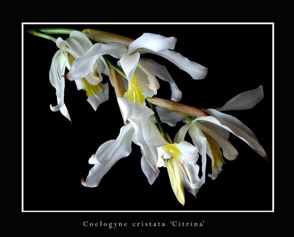 Coelogyne cristata 'Citrina' - Orchids