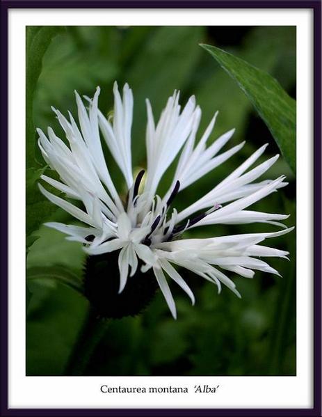 Centaurea montana 'Alba' - Garden perennials