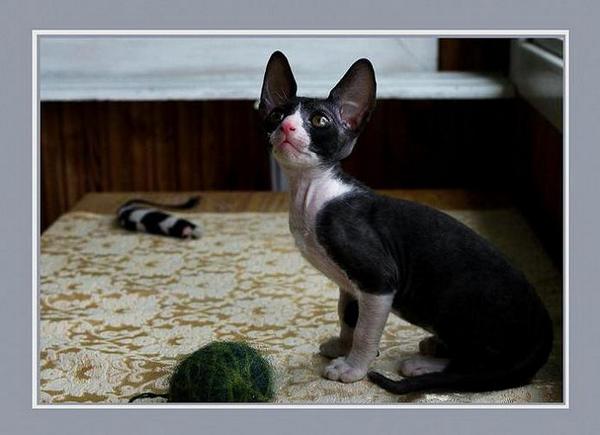 B/W girl - Linssi's kittens - the 2nd litter