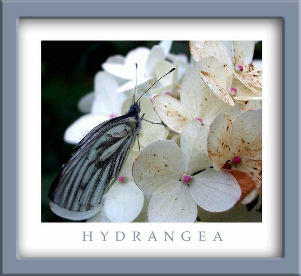 Aporia crataegi - Fauna