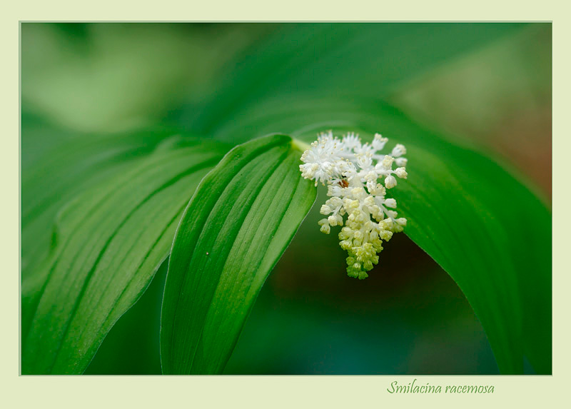 Smilacina racemosa 2 - Garden perennials