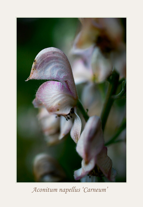 Aconitum napellus 'Carneum' - Garden perennials