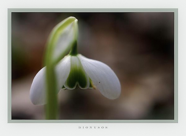 Galanthus nivalis 'Dionysos' 1 - Garden perennials