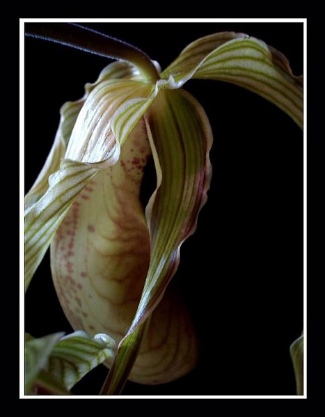 Phragmipedium grande x - Orchids