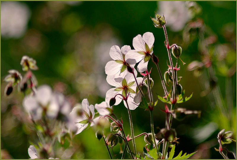 Geranium ruprechtii - Garden perennials