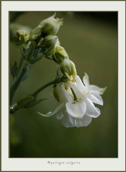 Aquilegia vulgaris 3 - Garden perennials
