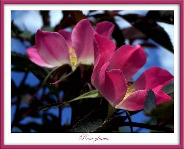 Rosa glauca 2 - Roses