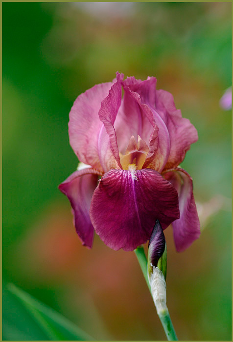 Iris germanica 'Jerry' - Garden perennials