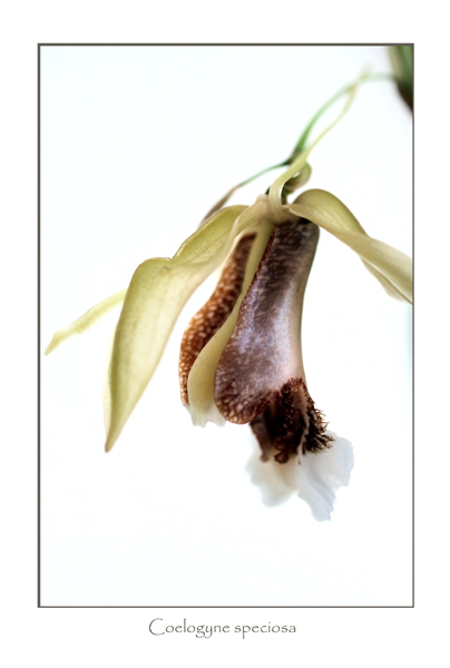 Coelogyne speciosa 2 - Orchids
