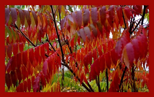 Rhus typhina 2 - Trees and Shrubs