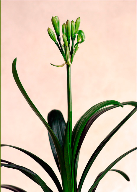 Clivia miniata Green 1 - Windowsill Garden