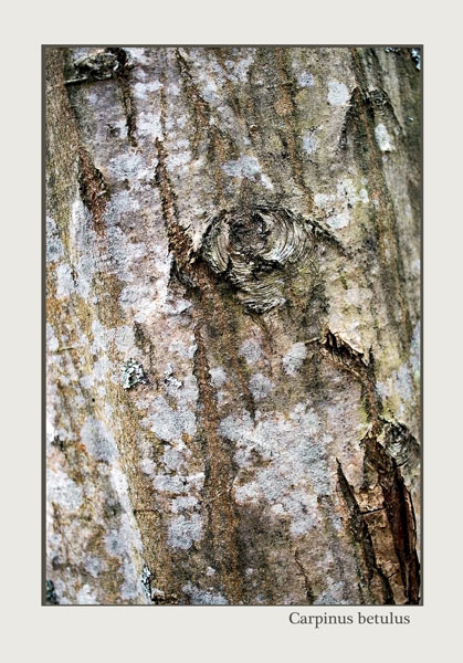 Carpinus betulus - Trees and Shrubs