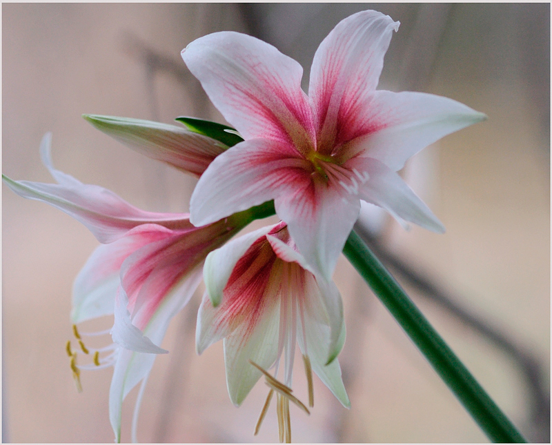 Hippeastrum 'Sweet Lilian' 2 - Windowsill Garden