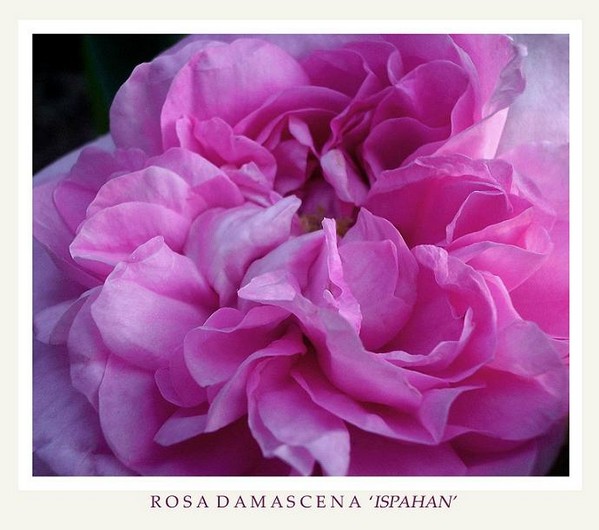 Rosa damascena 'Ispahan' 2 - Roses