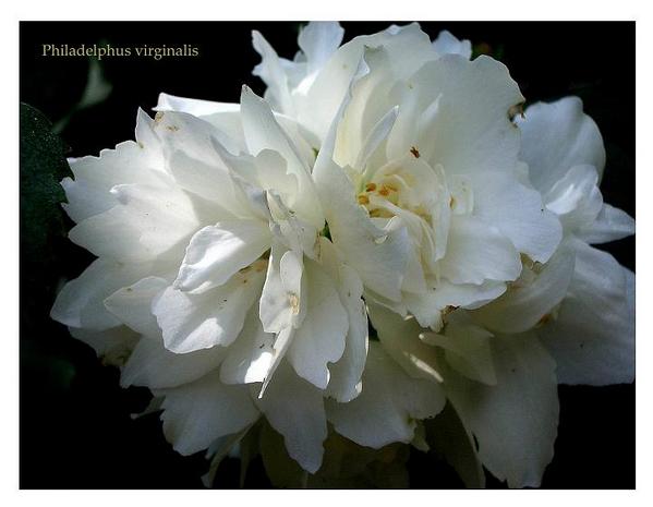 Philadelphus virginalis - Trees and Shrubs