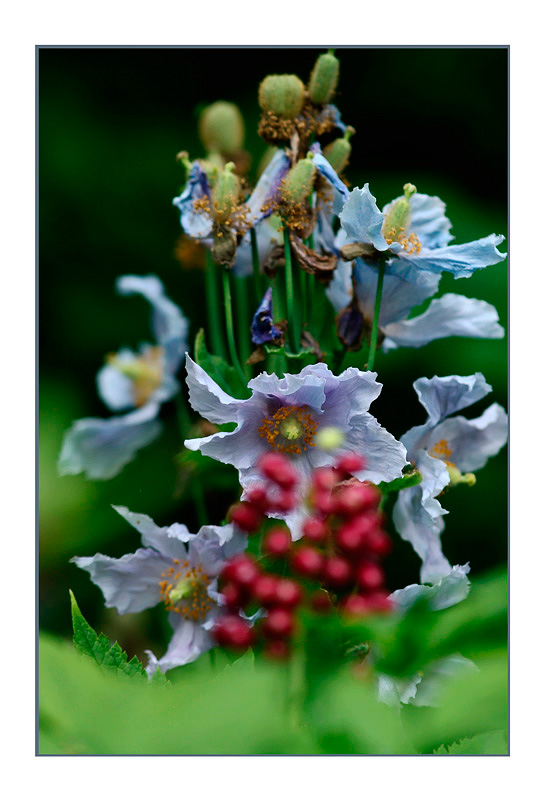 Meconopsis betonicifolia 3 - Garden perennials