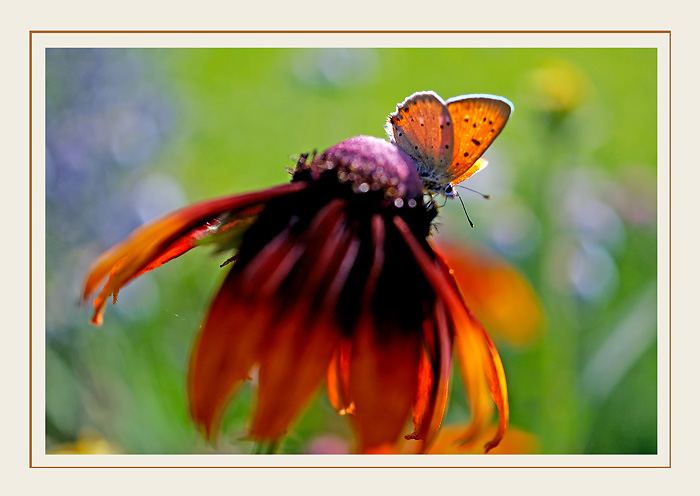 Lycaena virgaureae 3 - Fauna
