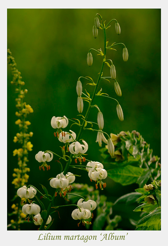 Lilium martagon 'Album' 2 - Garden perennials