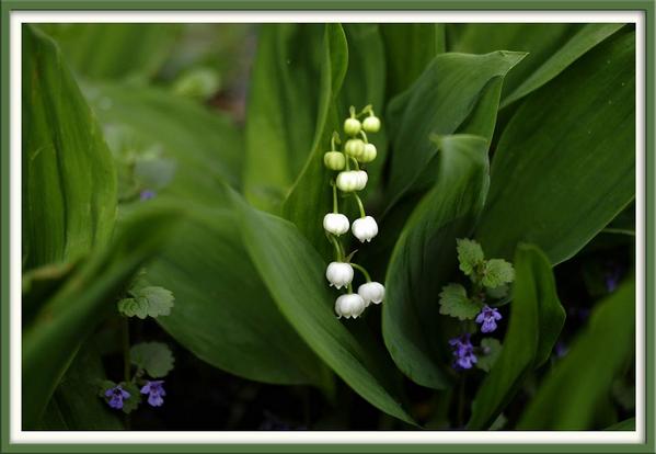 4 - The Secret Garden