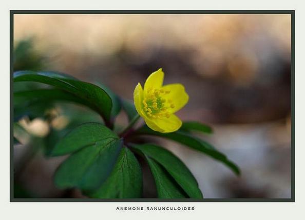 Anemone ranunculoides - Garden perennials