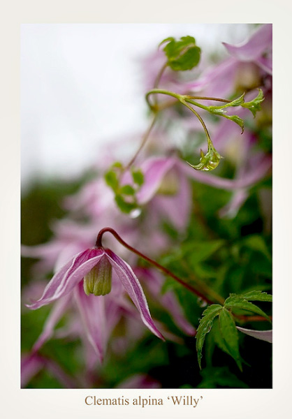Clematis alpina 'Willy' - Garden perennials