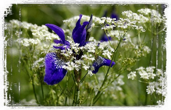 Iris sibirica - Still Life