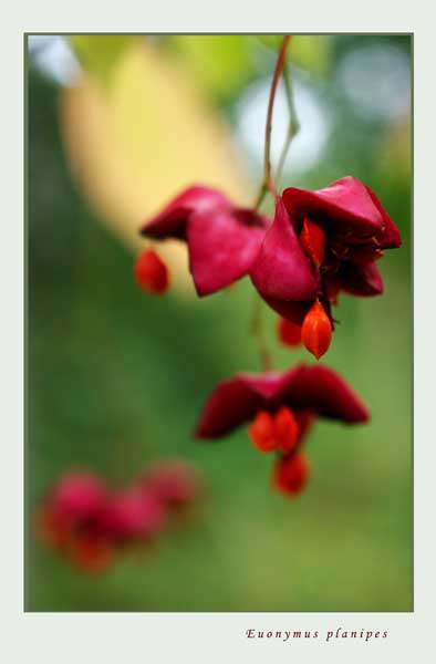 Euonymus planipes 4 - Trees and Shrubs