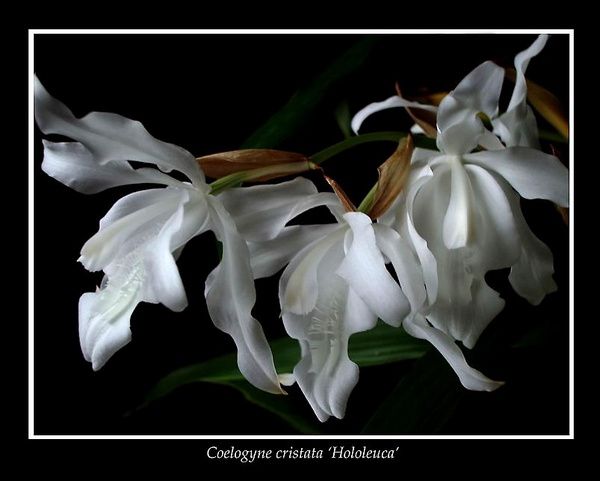 Coelogyne cristata 'Hololeuca' - Orchids